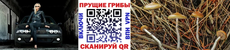 Псилоцибиновые грибы Cubensis  Купить закладки  Волгодонск 